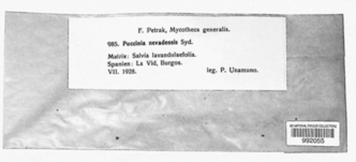 Puccinia nevadensis image
